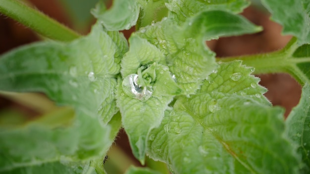 Photo close-up of wet leaves