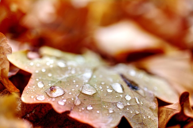 Photo close-up of wet leaves