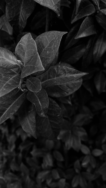 Photo close-up of wet leaves