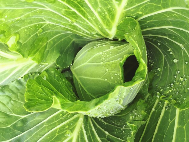 Photo close-up of wet leaves