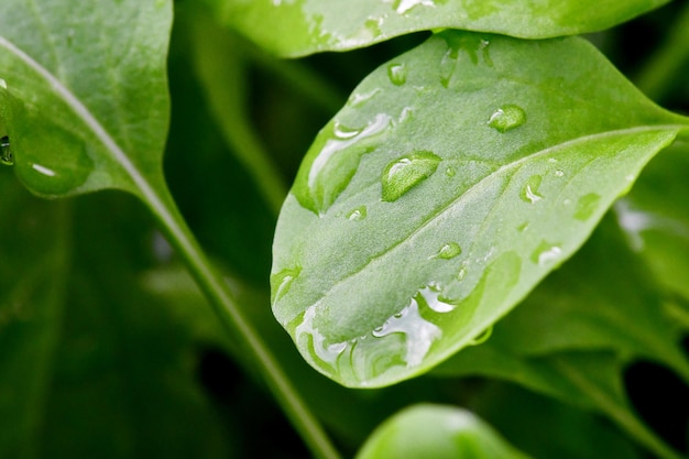 close-up of wet leaves