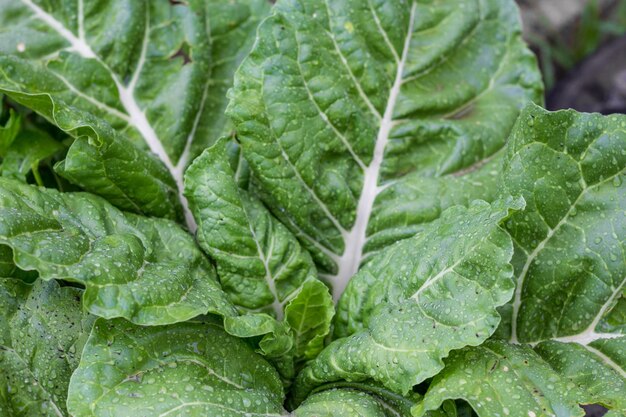 Premium Photo Close Up Of Wet Leaves