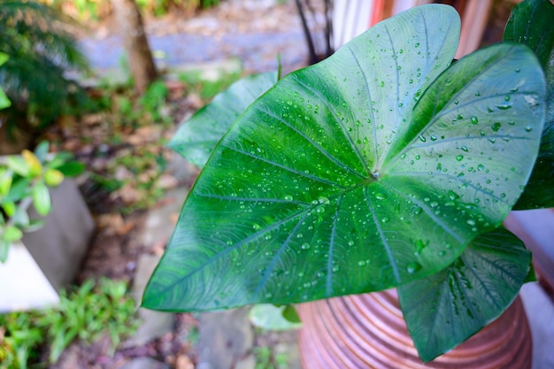 Foto close-up di foglie bagnate