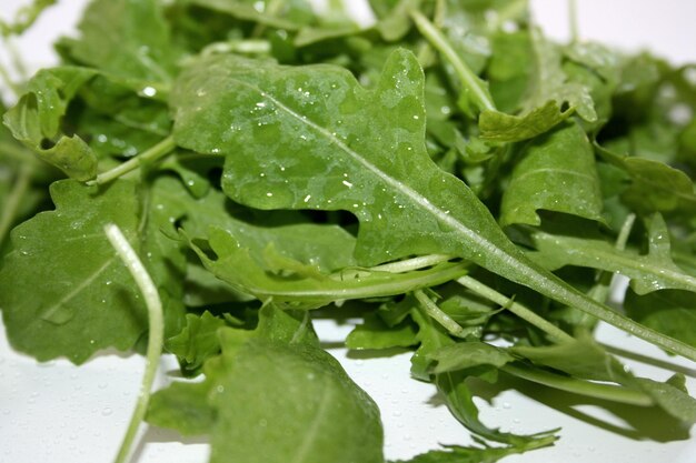 Close-up of wet leaves