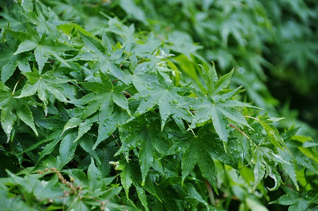 Close-up of wet leaves