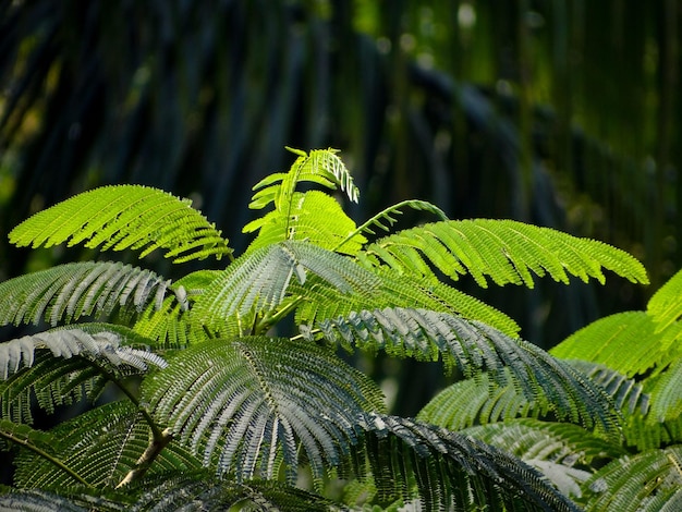 Close-up of wet leaves