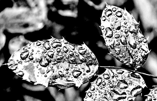 Close up of wet mahonia leaves monochrome