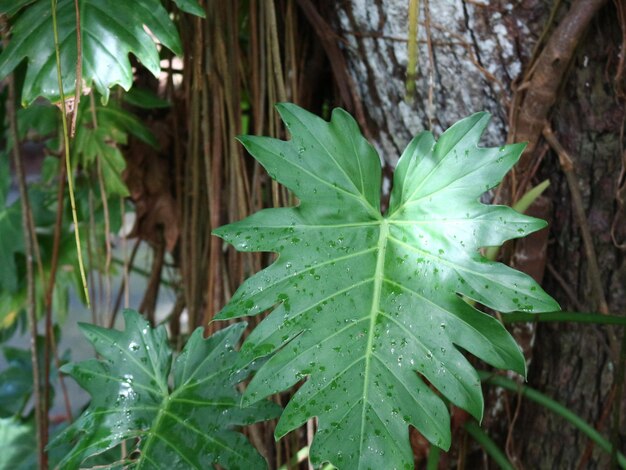 Close-up of wet maple leaf