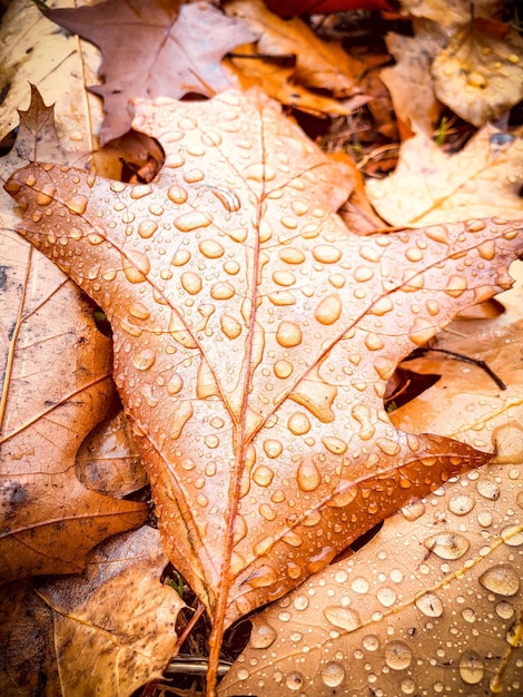 close-up of wet maple leaves during autumn