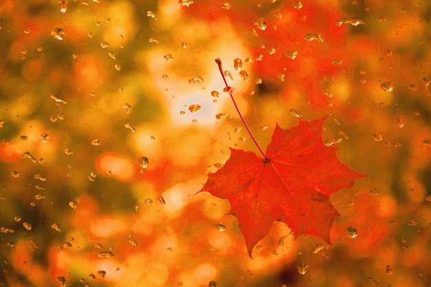 Photo close-up of wet maple leaves during rainy season