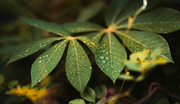 Close-up of wet maple leaves