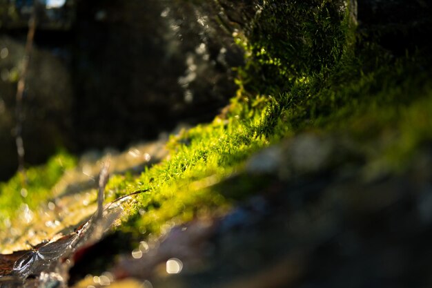 Close-up of wet moss growing on tree