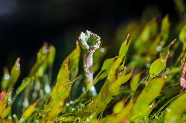 Photo close-up of wet moss and sporophyte