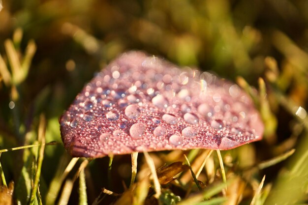 Photo close-up of wet mushroom