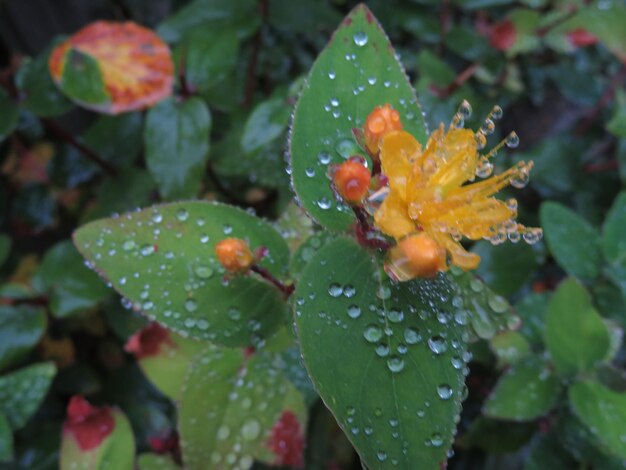 Close-up of wet orange flower blooming outdoors