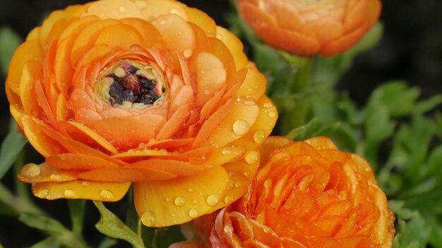 Photo close-up of wet orange flower