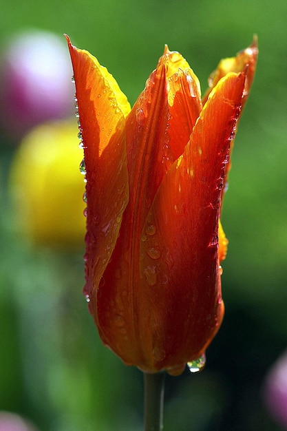 Close-up of wet orange flower