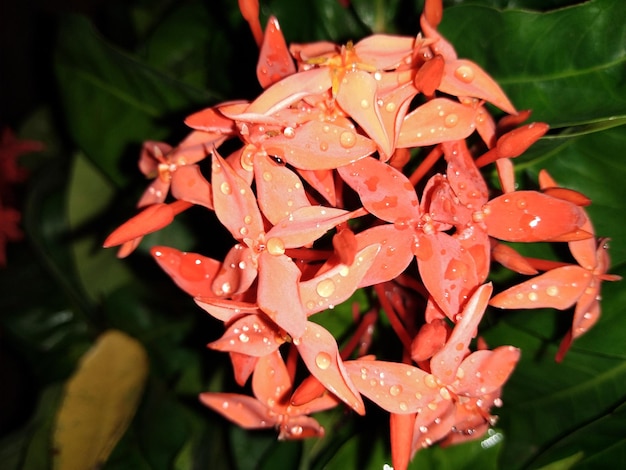 Foto close-up di fiori di arancione bagnati sulla pianta durante la stagione delle piogge