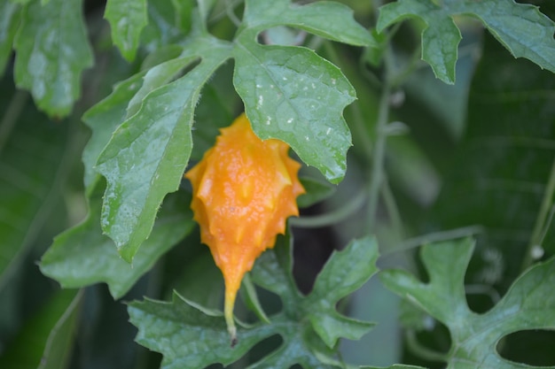 Close-up of wet orange leaf