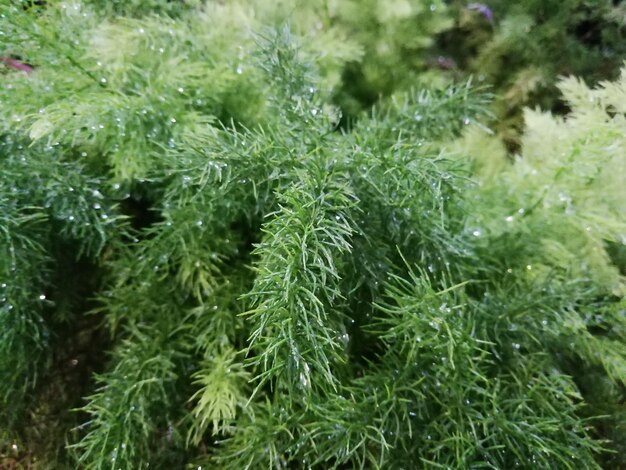 Close-up of wet pine tree