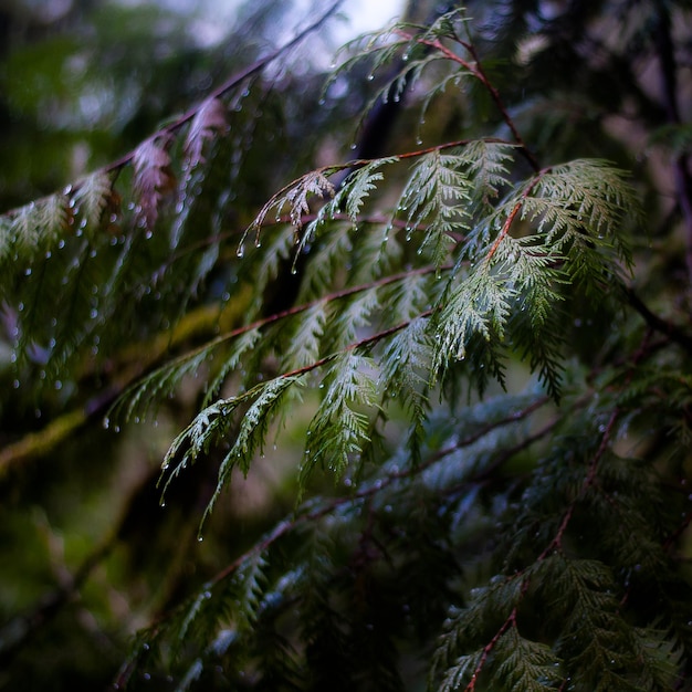 Photo close-up of wet pine tree