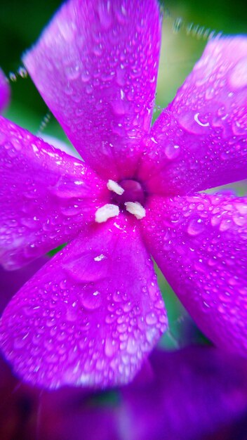 Close-up of wet pink flower blooming outdoors