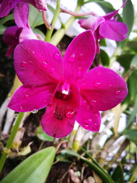 Close-up of wet pink flower blooming outdoors