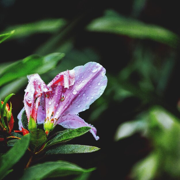 Close-up of wet pink flower blooming outdoors