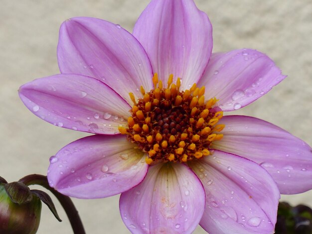 Close-up of wet pink flower blooming outdoors