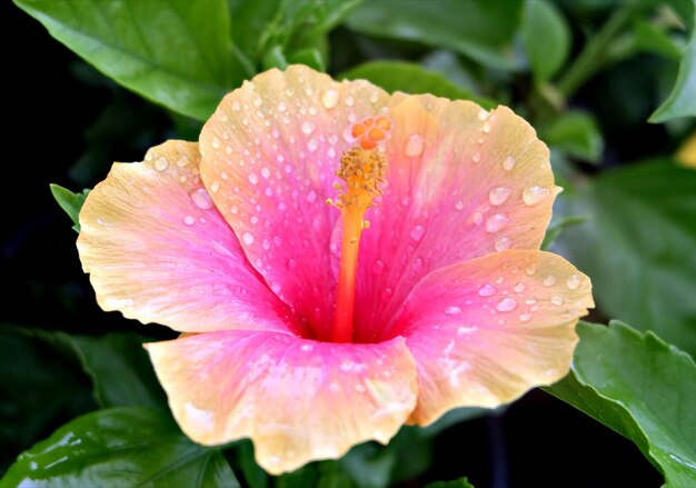 Photo close-up of wet pink flower blooming outdoors