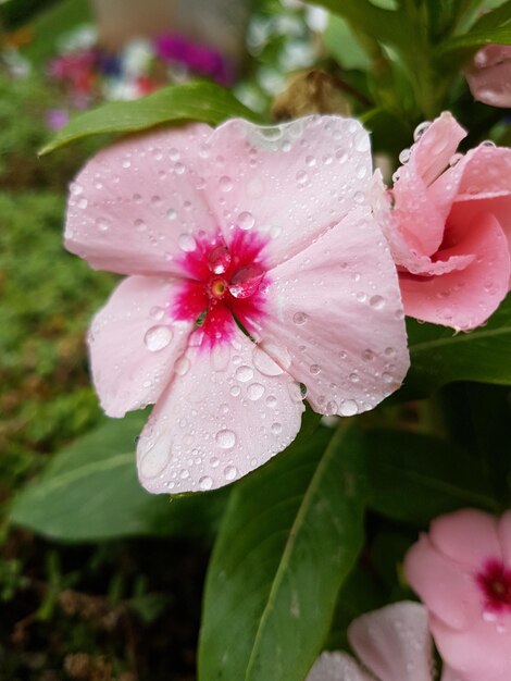 Close-up of wet pink flower blooming outdoors