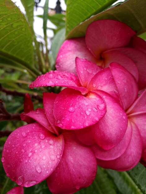 Close-up of wet pink flower blooming outdoors