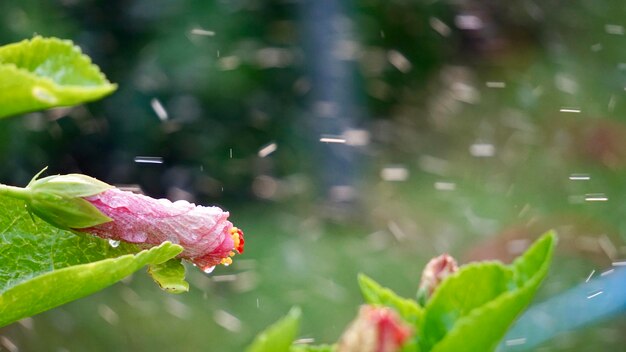 Close-up of wet pink flower plant