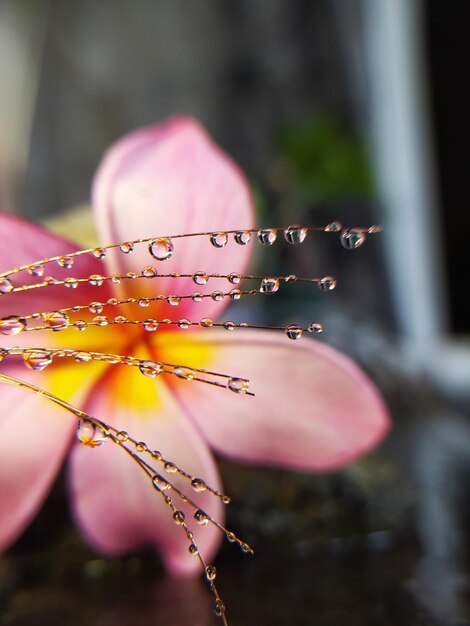 Foto close-up di un fiore rosa bagnato