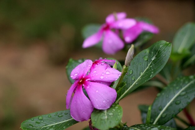 Foto close-up di un fiore rosa bagnato