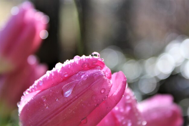 Close-up of wet pink flower