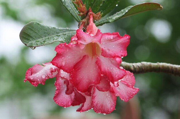 Close-up of wet pink flower