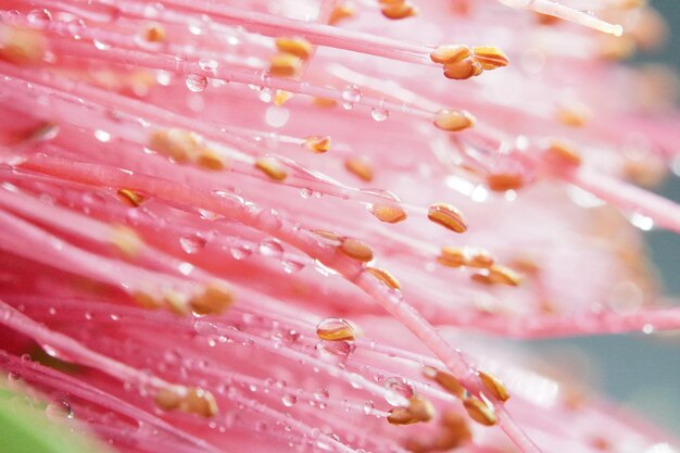 Foto close-up di un fiore rosa bagnato