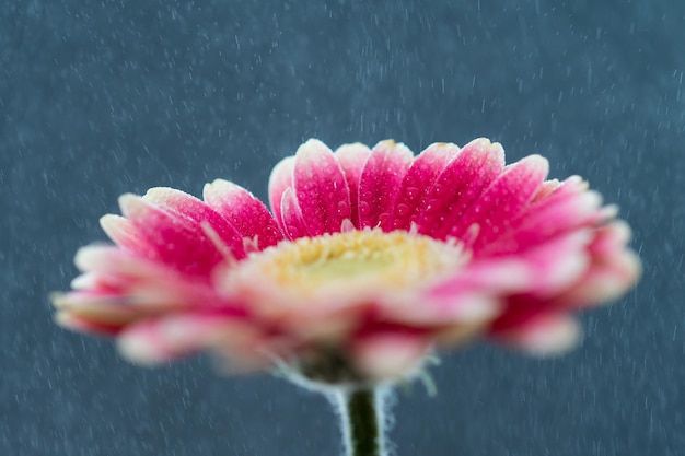湿ったピンクの花のクローズアップ