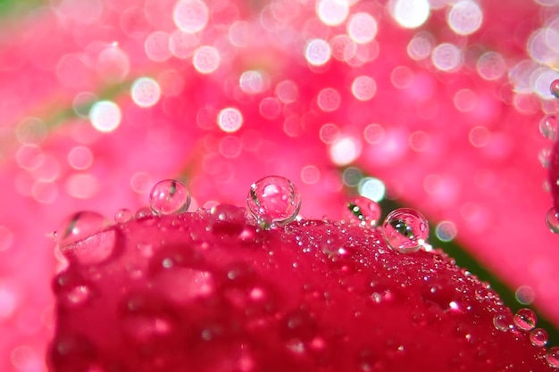 湿ったピンクの花のクローズアップ