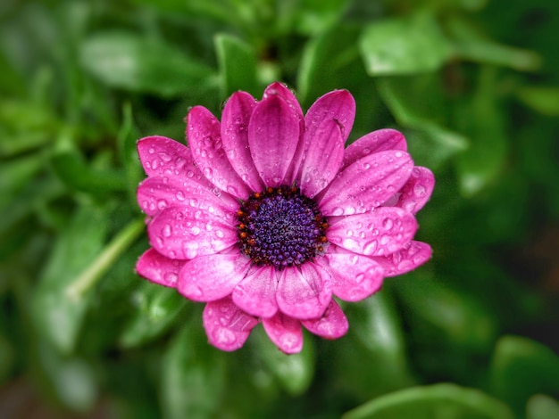 Close-up of wet pink flower