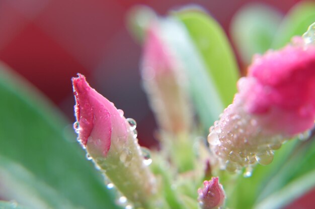 Close-up of wet pink flower