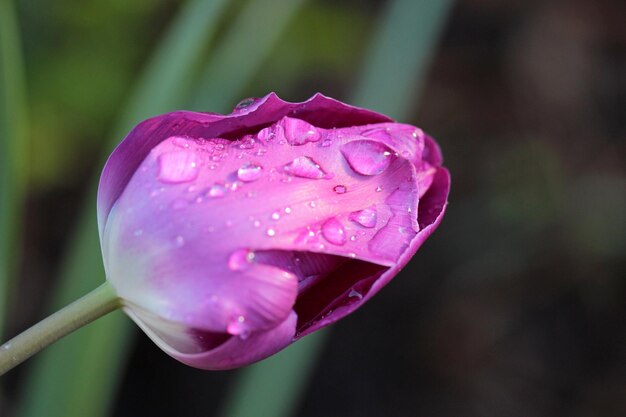 Foto close-up di un fiore rosa bagnato