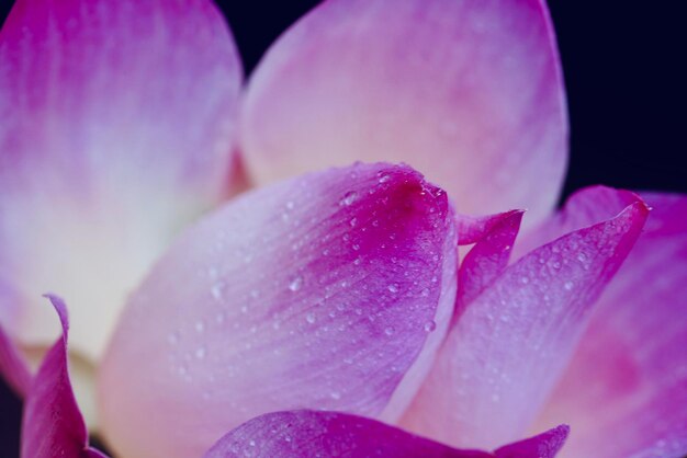 Foto close-up di un fiore rosa bagnato