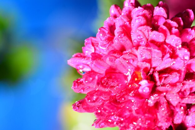 Close-up of wet pink flower