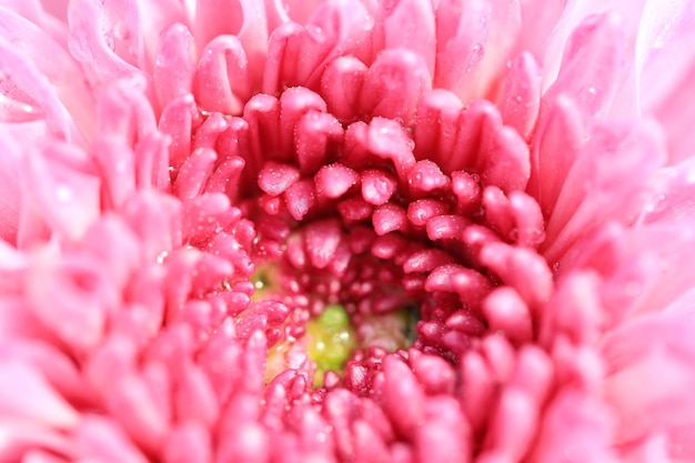 Close-up of wet pink flower