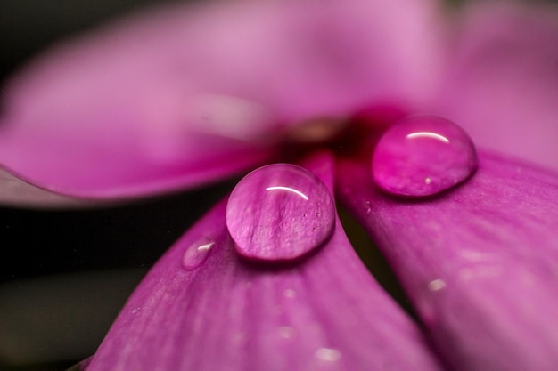 Photo close-up of wet pink flower