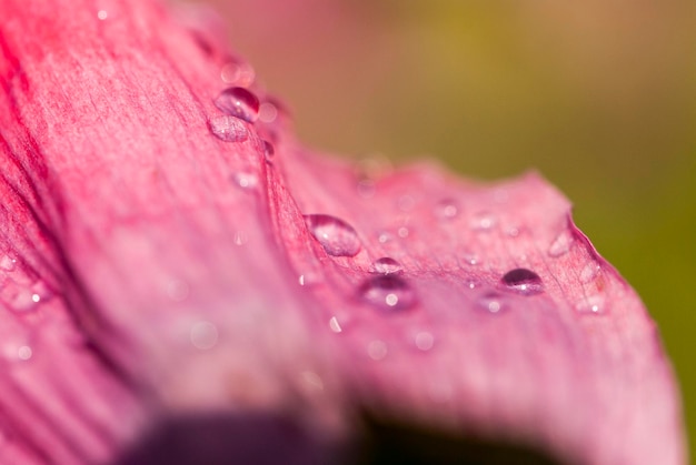 Foto close-up di un fiore rosa bagnato