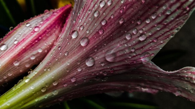 Foto close-up di un fiore rosa bagnato