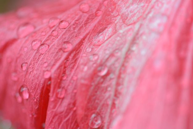 Close-up of wet pink flower